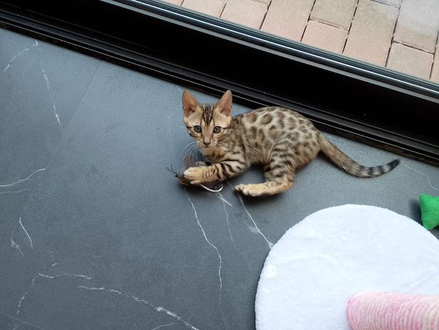 Bengal Katzenbaby