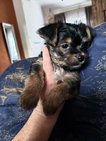 Yorkshire Terrier Welpen zu verkaufen