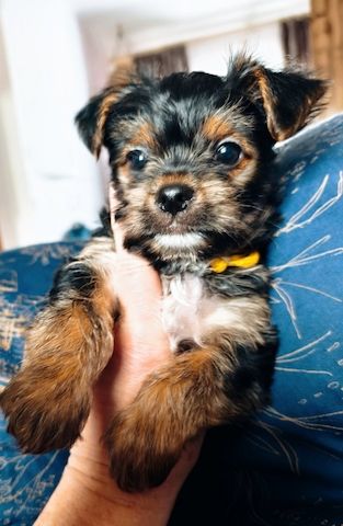 Yorkshire Terrier Welpen zu verkaufen
