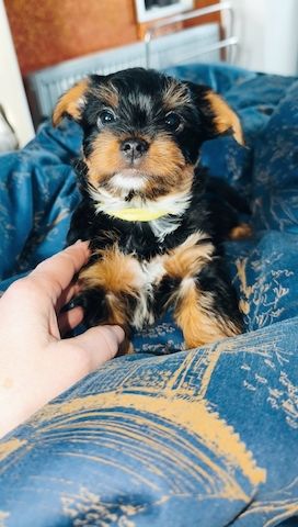 Yorkshire Terrier Welpen zu verkaufen