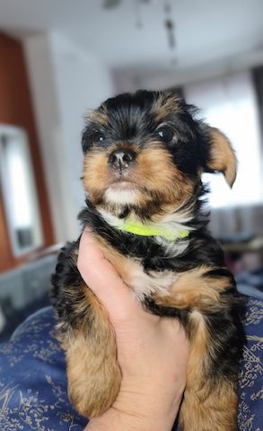 Yorkshire Terrier Welpen zu verkaufen