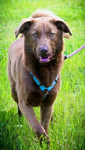 Amendoa - ein kesses Mädchen