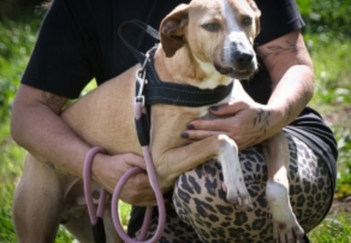 Bachi - ein liebenswerter Schatz