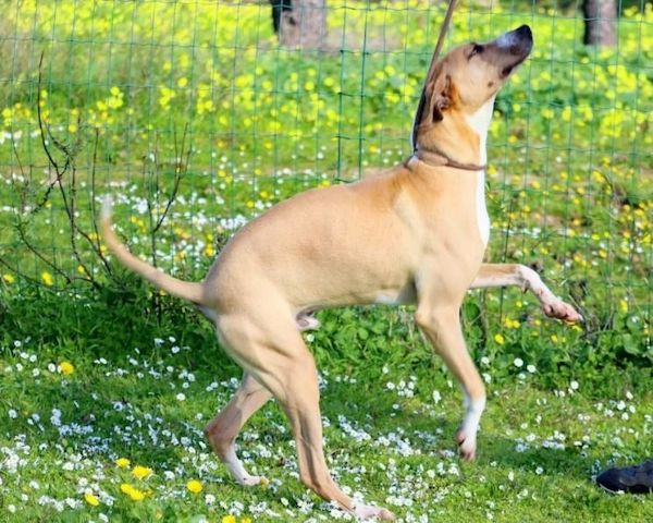 Bachi - ein liebenswerter Schatz