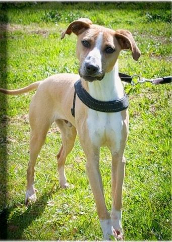 Bachi - ein liebenswerter Schatz