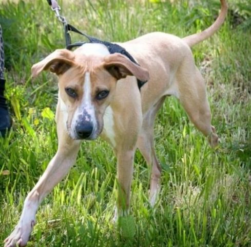 Bachi - ein liebenswerter Schatz