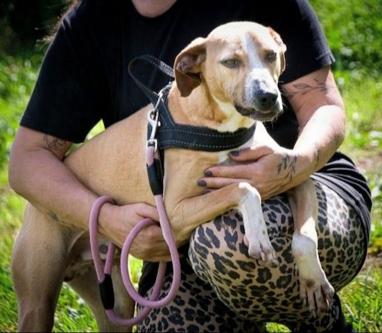 Bachi - ein liebenswerter Schatz