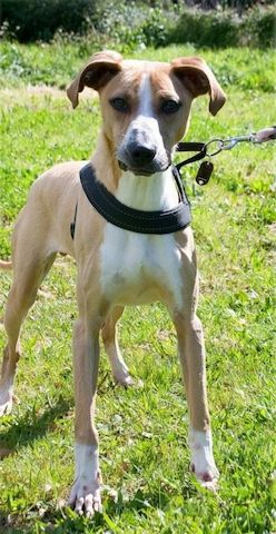 Bachi - ein liebenswerter Schatz