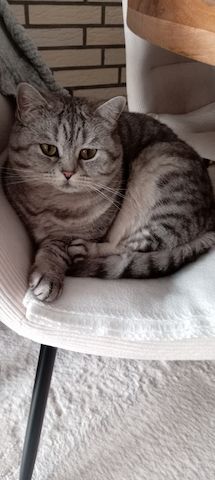 Bkh katze und Hauskater suchen ein neues Zuhause (4Jahre)