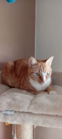 Bkh katze und Hauskater suchen ein neues Zuhause (4Jahre)