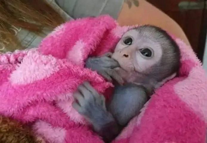 Gesunde Kapuzineraffen