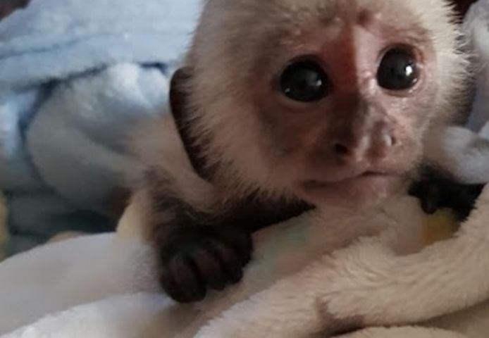 Zutrauliche Kapuzineräffchen für Ihr Zuhause