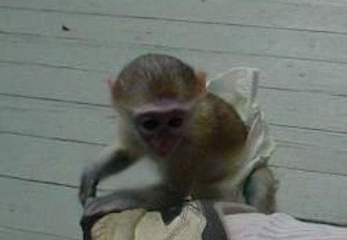 Niedliche Kapuzineräffchen suchen ein liebevolles Zuhaus