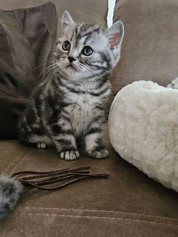 BKH Kätzchen 12 Wochen alt abzugeben