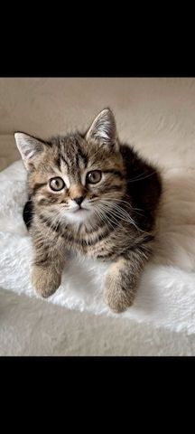 BKH Kätzchen 12 Wochen alt abzugeben