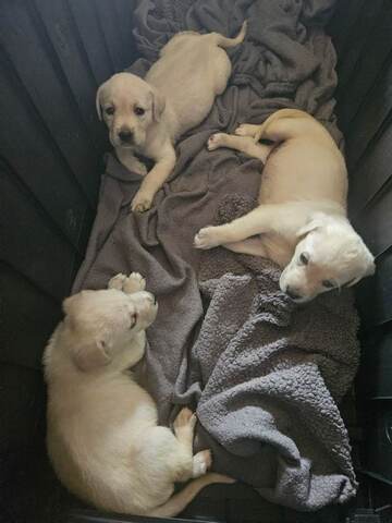 Wunderschöne goldene Labradorwelpen zu verkaufen