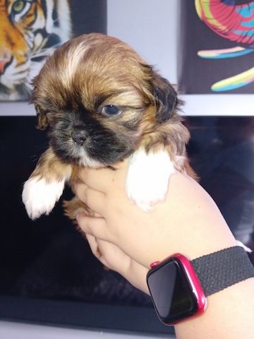 Wir haben zwei Shih-Tzu-Welpen zur Adoption/Reservierung.