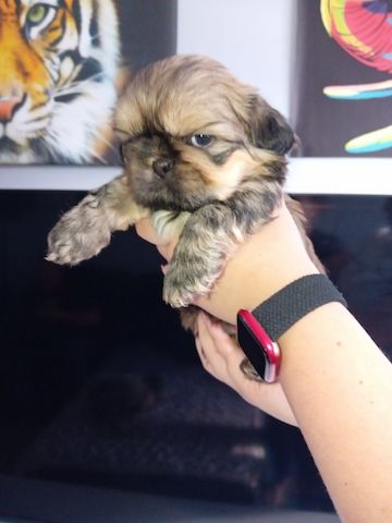 Wir haben zwei Shih-Tzu-Welpen zur Adoption/Reservierung.