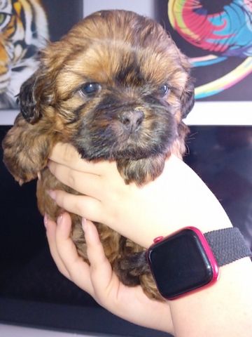 Shih-Tzu-Welpen zur Adoption/Reservierung.