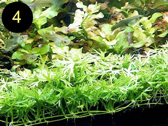 Jap. Kleeblatt, Kl. Wasserstern,  Kl. Fluss- Hahnenfuß (ab 2€)