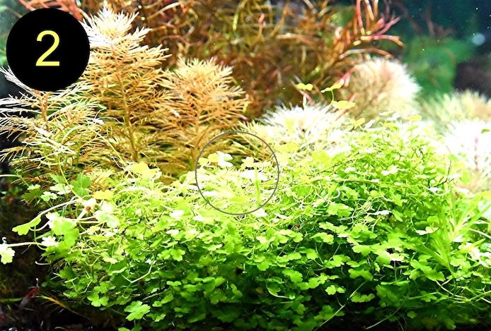 Jap. Kleeblatt, Kl. Wasserstern,  Kl. Fluss- Hahnenfuß (ab 2€)