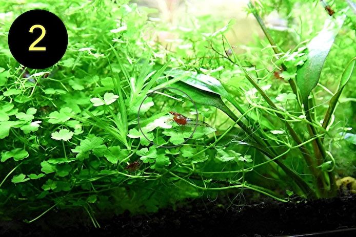 Jap. Kleeblatt, Kl. Wasserstern,  Kl. Fluss- Hahnenfuß (ab 2€)