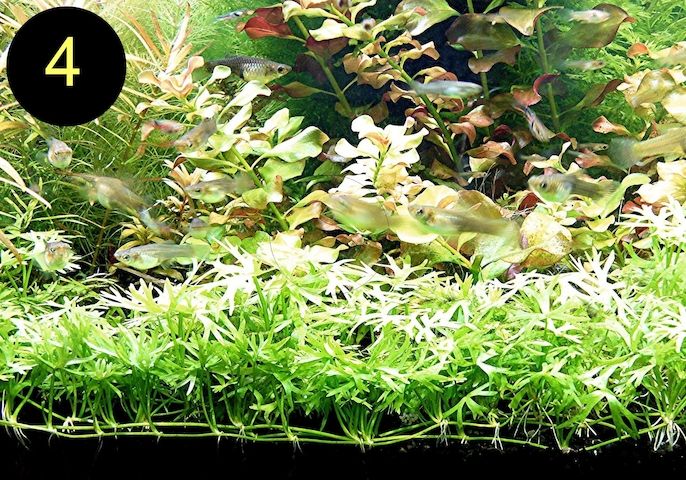 Jap. Kleeblatt, Kl. Wasserstern,  Kl. Fluss- Hahnenfuß (ab 2€)