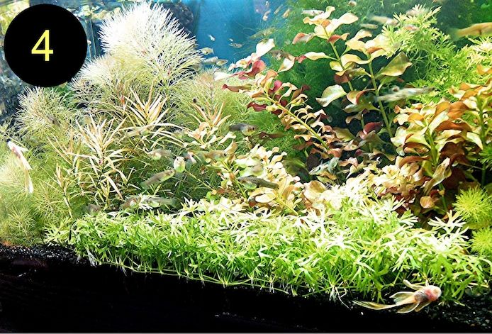 Jap. Kleeblatt, Kl. Wasserstern,  Kl. Fluss- Hahnenfuß (ab 2€)