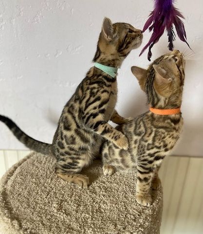 Zahme reinrassige Bengal Kitten mit Stammbaum