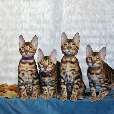 Wunderschöne Bengal Kitten mit Stammbaum