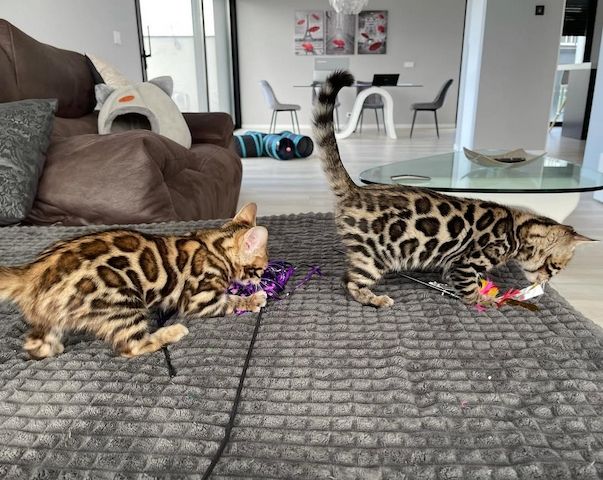 Exklusive Brown Rosetted Bengal Kitten, typvoll & zur Zucht geeignet