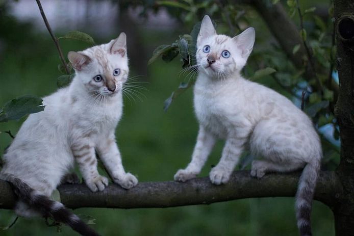 Exklusive Brown Rosetted Bengal Kitten, typvoll & zur Zucht geeignet
