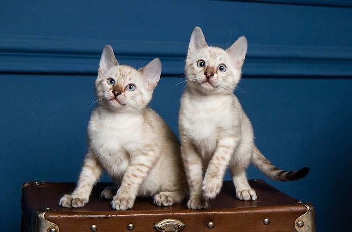 Bengal Kitten snow lynx, mink, braun Wurf