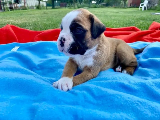 Wunderschöne Boxerwelpen!