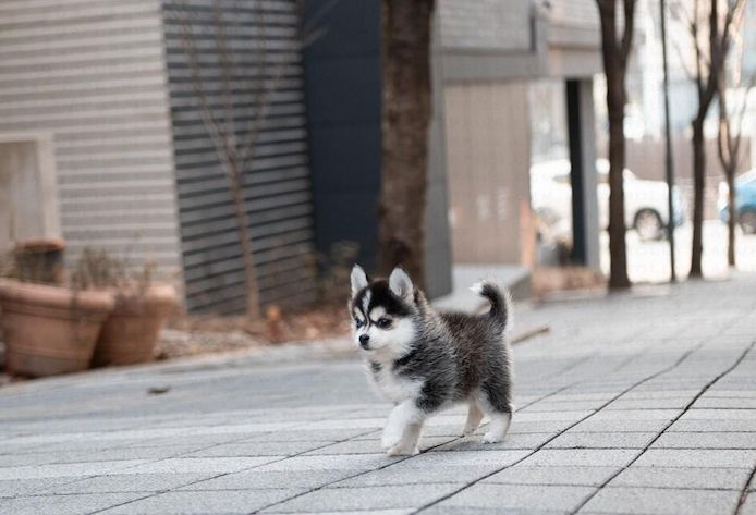 Reinrassige Siberian Husky Welpen mit blauen Augen abzugeben.