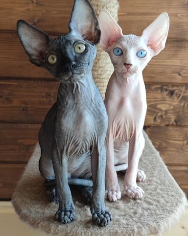 Wunderschöne Sphynx Babys suchen liebevolles Zuhause