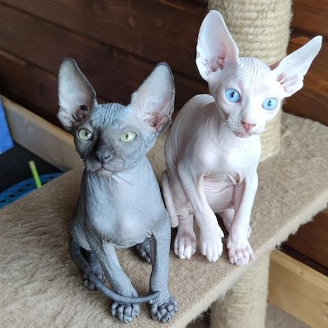Sphynx Babys – verspielt, gesund & bestens gepflegt