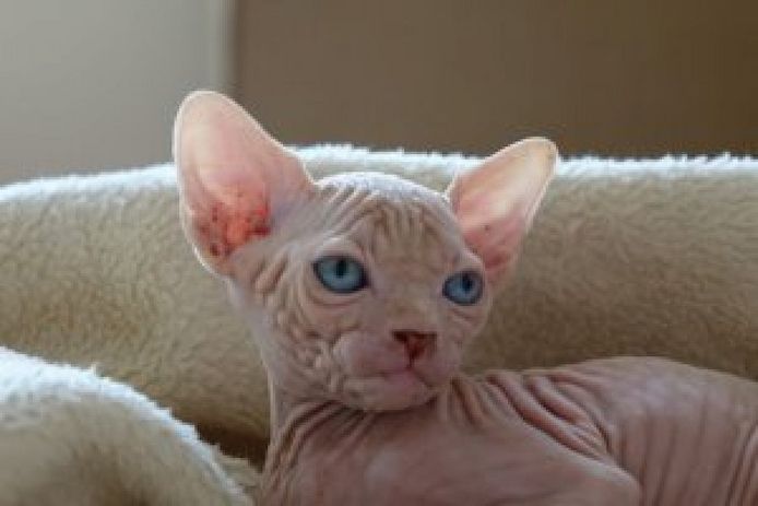 Registrierte Sphynx-Kätzchen (männlich und weiblich) abzugeben