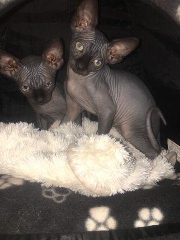 Zwei Sphynx-Kätzchen