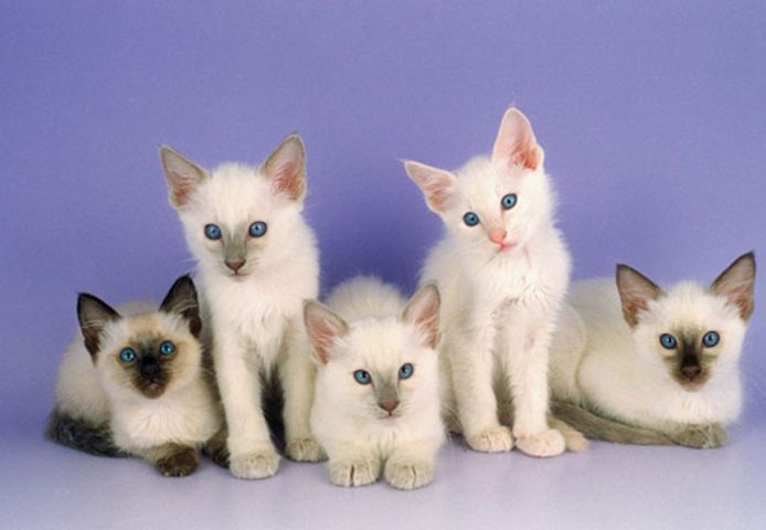 Balinesenkätzchen mit Stammbaum