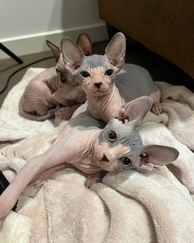Exklusives kanadisches Sphynx-Kätzchen zu verkaufen