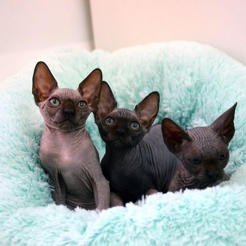 Exklusives kanadisches Sphynx-Kätzchen zu verkaufen
