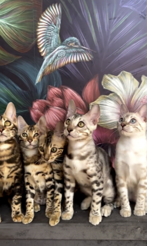 Exklusive Bengalkatzen Babys top Qualität & liebevoll aufgezogen