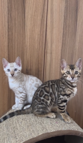 Bengal Kitten mit klaren Rosetten – verspielt, gesund & abgabebereit