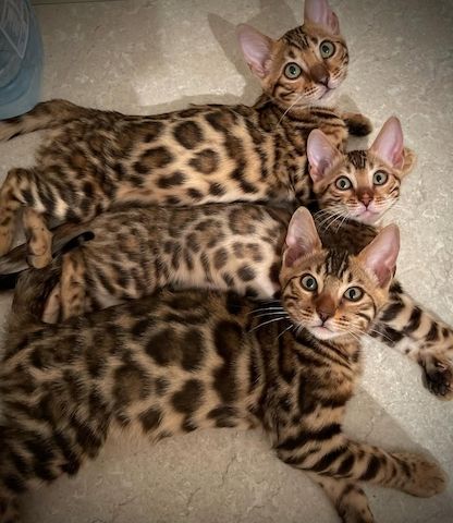 Exklusive Bengalkätzchen – klare Rosetten, top Qualität & liebevoll aufgezogen