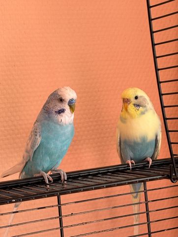 Zwei Wellensittiche (männlich & weiblich) mit Käfig und Zubehör