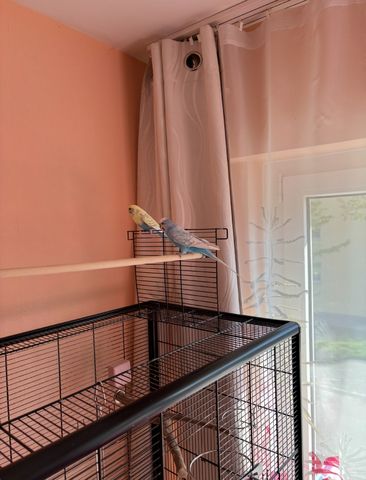 Zwei Wellensittiche (männlich & weiblich) mit Käfig und Zubehör