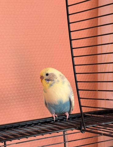 Zwei Wellensittiche (männlich & weiblich) mit Käfig und Zubehör