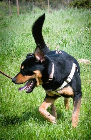 Calvin - ein sanfter Freund