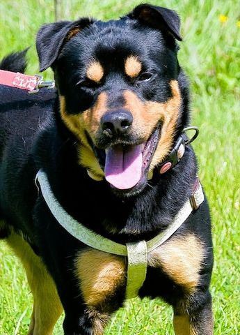 Calvin - ein sanfter Freund